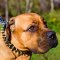 Leather Cane Corso Collar Spiked and Studded