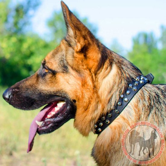 german shepherd spiked collar