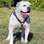 Leather American Bulldog Harness for Tracking Work