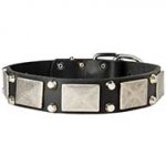 Designer Wide Leather Dog Collar with Vintage Nickel Plates For Stylish Walking
