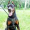 Leather Doberman Harness for Tracking and Walking