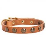 Walking and Training Studded Puppy Leather Dog Collar