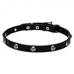 "Lucky" 20 mm Leather Big Dog Collar Decorated with Nickel Plated Leaf Studs
