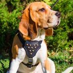 Fashion Leather Puppy Harness with Silvery Studs Training and Walking