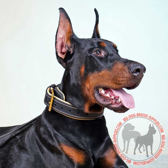 fancy doberman collars