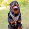 Designer Leather Rottweiler Harness with Look Rusted Studs
