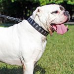 Studded Leather American Bulldog Collar for Walking and Training
