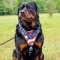 Handpainted Leather Rottweiler Harness for Attack Training