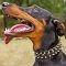 Leather Doberman Collar with Spikes and Studs