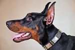 Fashionable Spiked and Plated Leather Doberman Collar for Daily Walks