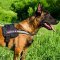 Belgian Malinois Nylon Harness for K9 Service