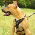 Tracking / Training Leather Pitbull Harness with Small Chest Plate