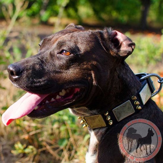 pitbull leather collars