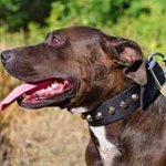 Designer Wide Nylon Pitbull Collar With Nickel Pyramids