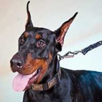 Walking and Training Leather Doberman Collar with Plates
