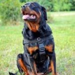 Multipurpose Nylon Rottweiler Harness for Pulling, Tracking, Training, Walking and Sporting