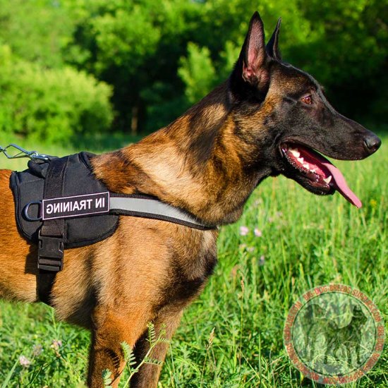 Belgian Malinois Nylon Harness for K9 Service Belgian ...