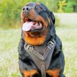 Soft Leather Padded Rottweiler Harness for Attack Training and Walking Large Breed Dogs