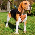 Spiked Leather Dog Harness for Training and Walking Small Breed Canines