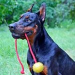 Solid Rubber Doberman Water Ball Dotted Surface