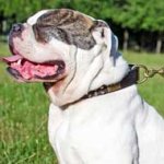 Leather American Bulldog Pull Tab - Short Dog Leash