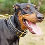 2 ply Leather Doberman Collar with Braids