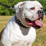 Spiked Nylon American Bulldog Collar for Everyday Walking