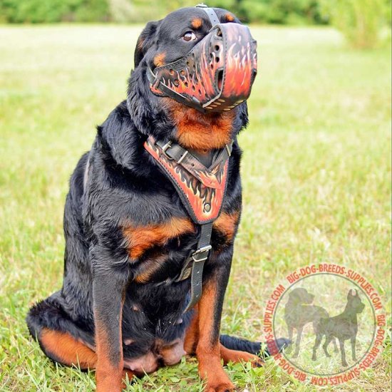 big rottweiler