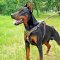 Studded Leather Doberman Harness for Walking and Training