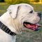 Stylish Leather American Bulldog Collar with Spikes and Studs for Daily Walking