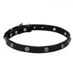 "Sparkling Beauty" Leather Dog Collar Decorated with Engraved Studs - 3/4 Inch (20 mm) Wide