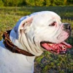 Two Ply Braided Leather American Bulldog Collar for Walking and Training