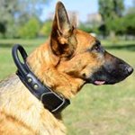 2 Ply Agitation Training German Shepherd Collar with Handle