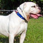 Leather American Bulldog Collar with Hand Painting for Walking and Training