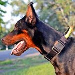 Nylon Doberman Collar with Durable Handle and Quick Release Button
