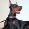 Leather Doberman Collar with Vintage Nickel Plates and Studs