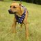 Training Leather Pitbull Harness Painted in American Flag