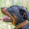 "Hot" Flames Painted Leather Rottweiler Collar for Walking and Training