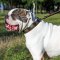 Fashion Leather American Bulldog Collar with Figured Plates for Walking and Training