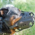 Extra Strong Leather Rottweiler Muzzle for Attack Training