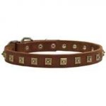 Brass Studded Leather Canine Collar for Walking