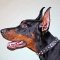 Studded Leather Doberman Collar for Walking in Style