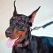 Walking and Training Leather Doberman Collar with Plates