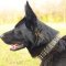 Fashionable Leather German Shepherd Collar with Spikes and Studs