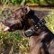 Spiked Padded Leather Pitbull Collar for Walking