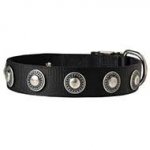 Conchos Decorated Wide Nylon Dog Collar for Walking