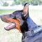 Nylon Doberman Collar with ID Patches