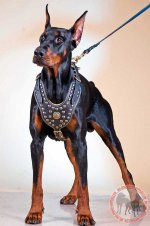 Walking and Training Studded Leather Doberman Harness