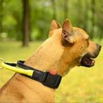 Nylon Pit Bull Collar with Heavy-Duty Handle and Quick Release Button