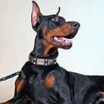 Leather Doberman Collar with Vintage Nickel Plates and Studs